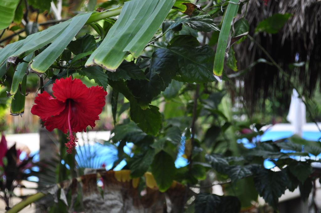 Green Tulum Cabanas & Gardens Luaran gambar